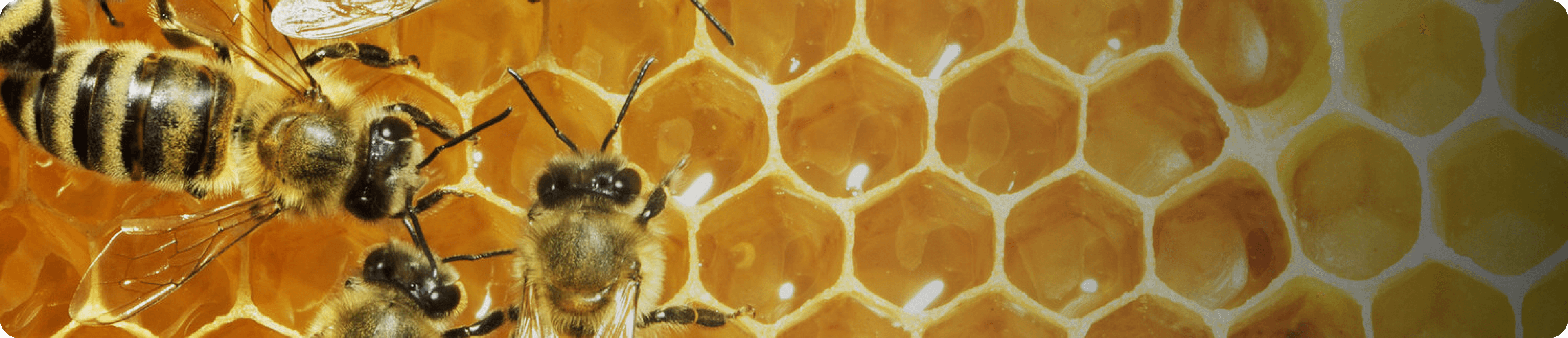Golden Honey Purity